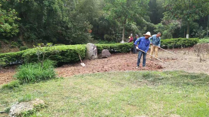 道路隔离带绿化高度怎么选