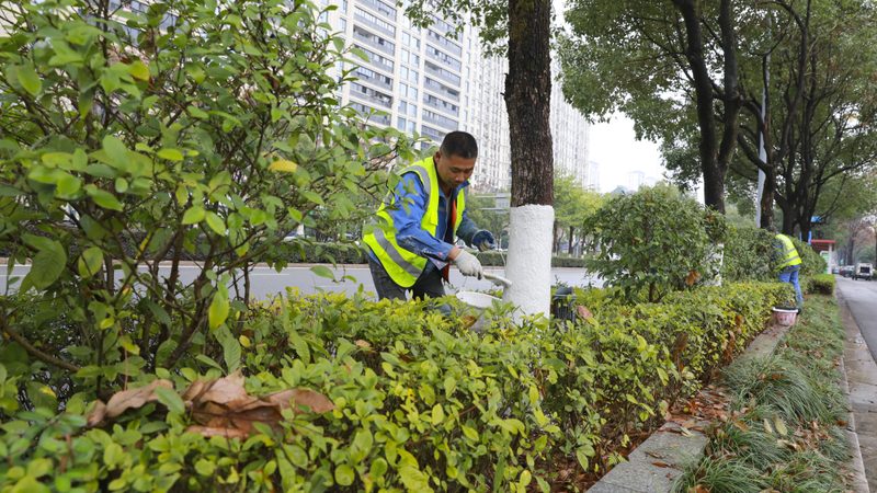 办公室绿植租赁，价格几何？揭秘办公室绿植租赁定价因素**